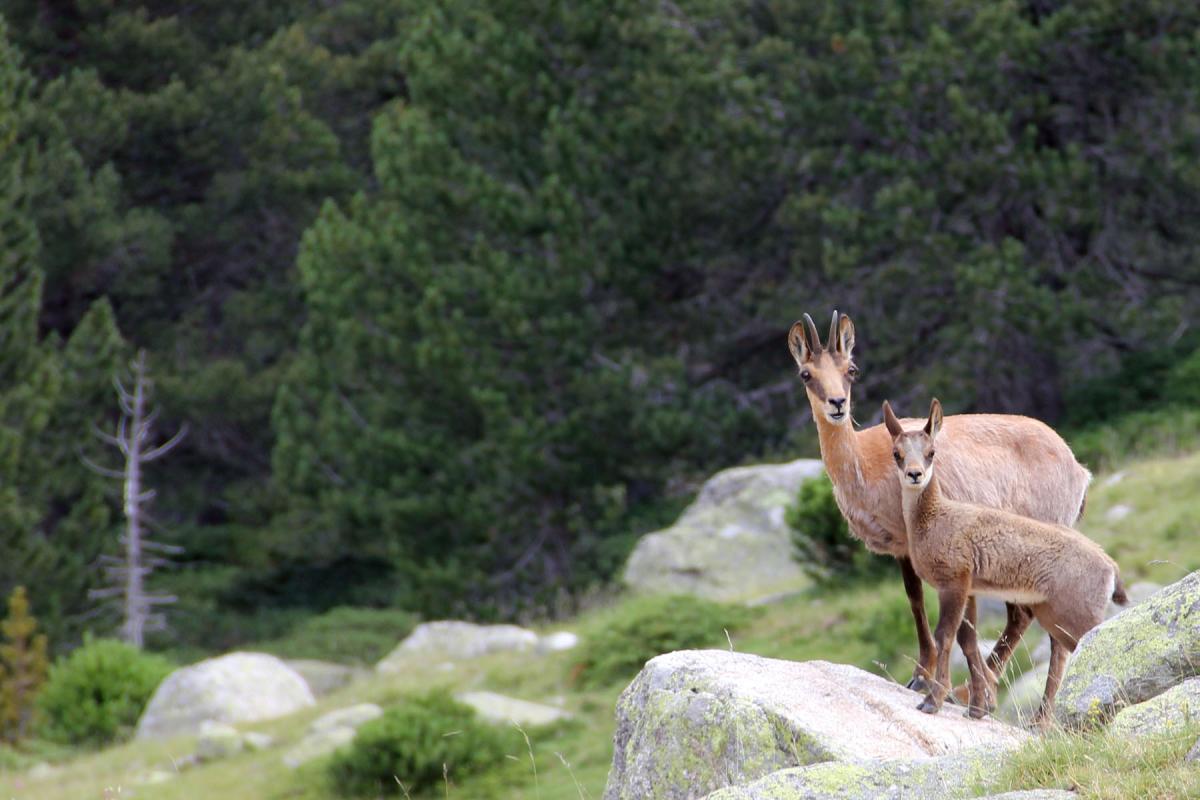 Parque Nacional y Parques Naturales | Visit Pirineus